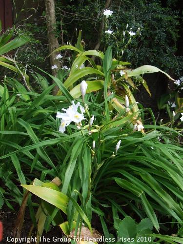 Knightshayes (02)